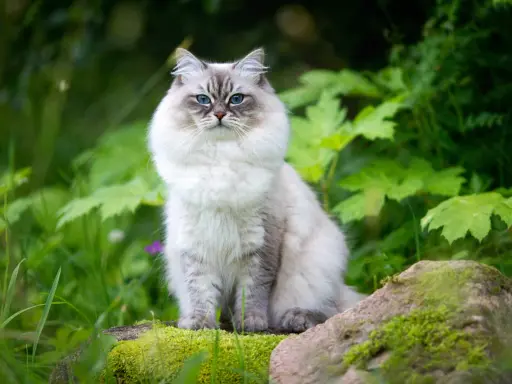 A fluffy Neva Masquerade cat with striking blue eyes sits on mossy rocks in a lush green garden.