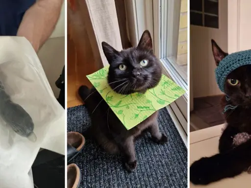 En svart katt med en grön duk runt halsen och en annan med en blå mössa. En tredje bild visar en svart katt som biter på sladdar.