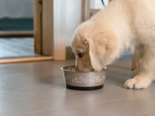 En söt golden retriever-valp mumsar i sig sitt monster valpfoder ur en skål med benmotiv.