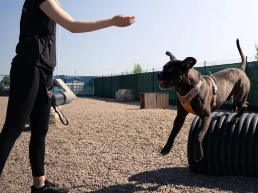 En hund hoppar över ett hinder på en hundträningsbana. En person sträcker ut handen för att uppmuntra hunden, ett perfekt sätt att aktivera hund på promenad.