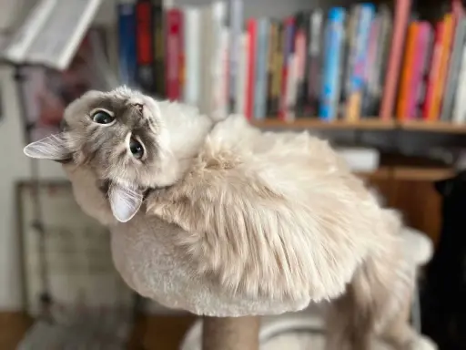 En fluffig katt med blå ögon ligger på en klösmöbel. Bakom syns en bokhylla. Denna katt påminner om stora kattraser.