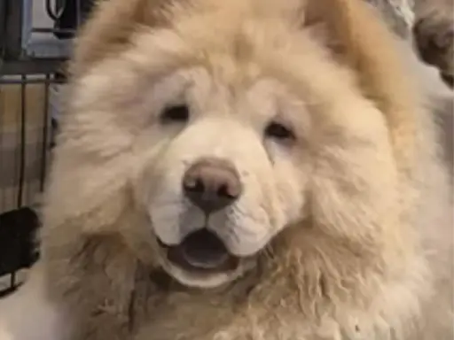 En fluffig chow chow med öppen mun och en blick som säger "ge mig en godbit".