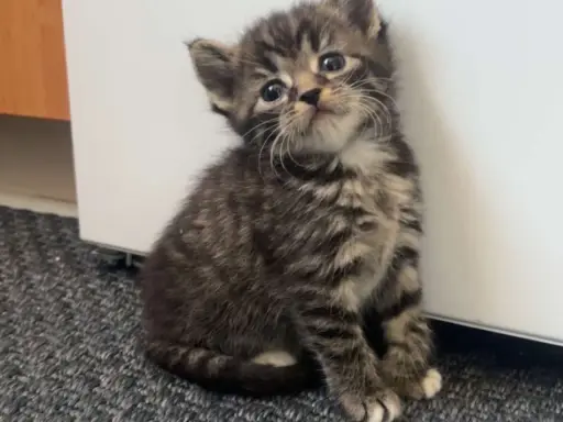 En söt, randig kattunge av rasen brittisk korthår tabby sitter på en grå matta och tittar upp med stora, nyfikna ögon.