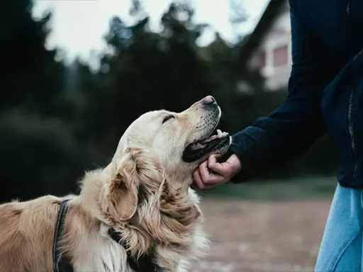 En person klappar en glad golden retriever utomhus. Kanske en ny chans för hunden, en omplacering som ger lycka.