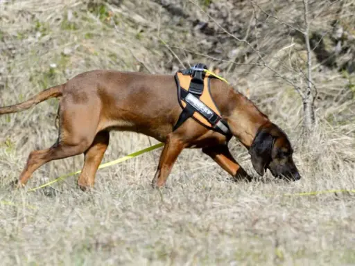 Brun hund med orange sele nosar i gräset, redo för anlagsprov.