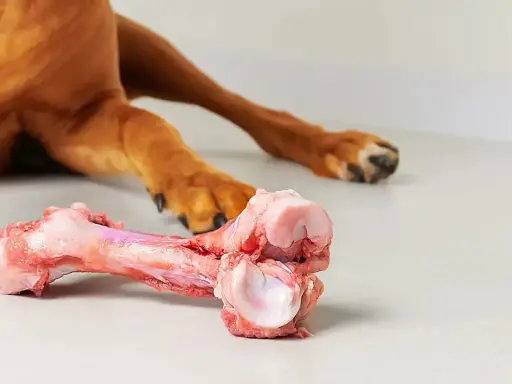 En brun hund ligger på golvet och tuggar på ett stort, rått ben.