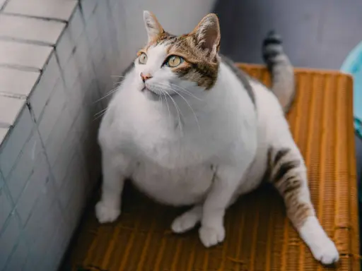 En tjock katt med vita och bruna markeringar sitter på en orange stol och tittar uppåt.