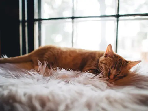 En orange katt sover djupt på en fluffig vit matta. Den drömmer säkert om hur mycket sover en katt, kanske 16 timmar om dygnet.
