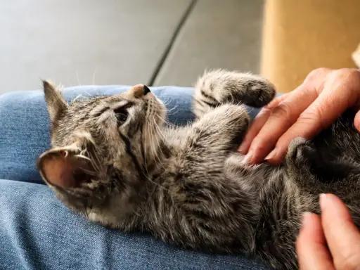 En liten kattunge som verkar ha svårt att kissa ligger på någons knä.