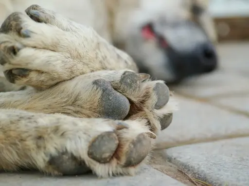 En hund sover på stenplattor. Tassarna är i fokus, med synliga klor. Hur många klor har en hund? Vanligtvis fem på framtassarna och fyra på baktassarna.