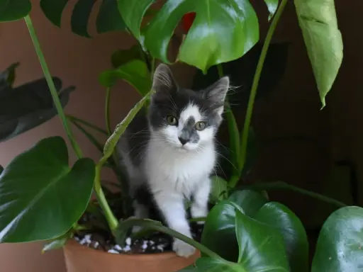 En kattunge gömmer sig bland stora gröna blad, som om den utforskar en djungel av blommor som katter tål.