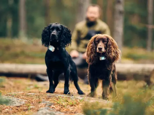 Två cocker spaniel i skogen, en svart och en brun. Båda bär halsband med ljus.