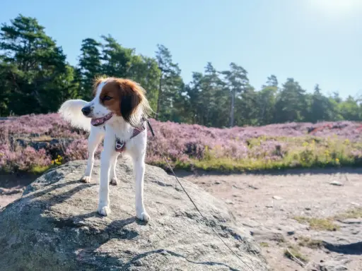 En glad hund står på en sten med ljungfält och träd i bakgrunden.