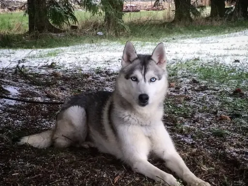 En siberian husky med isblå ögon vilar på marken nära ett gammalt, förfallet **siberian husky barn**.