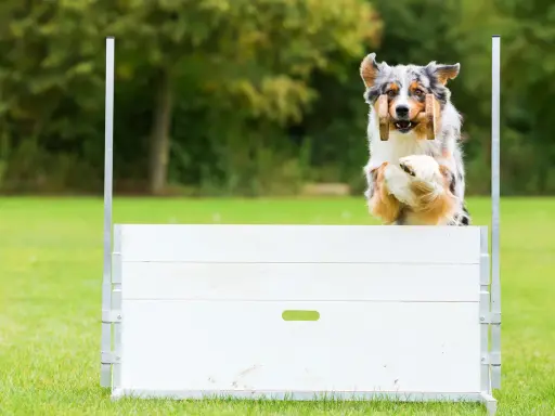 En australisk herdehund hoppar över ett hinder i agility. Denna hundras är känd för sin snabbhet och intelligens.