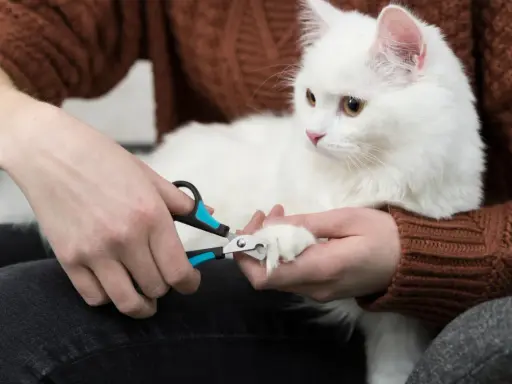 Person trimming a white cat's claws with nail clippers.
