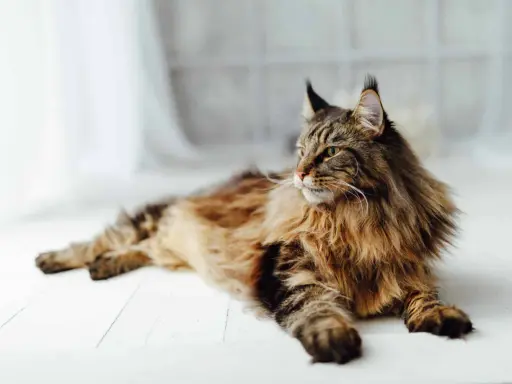 En ståtlig maine coon med gyllene ögon och en yvig päls ligger utsträckt på ett vitt trägolv.