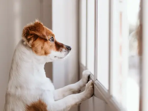 En hund ensam hemma tittar ut genom fönstret, längtar efter att någon ska komma hem.