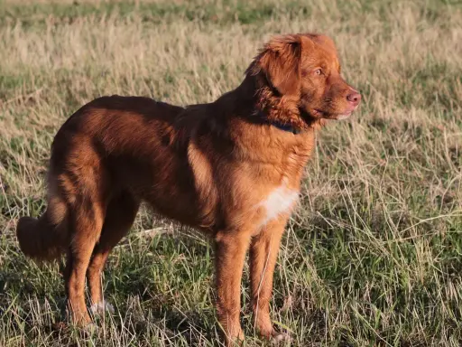 En ståtlig tollare hund står i ett solbelyst gräslandskap, redo för äventyr.