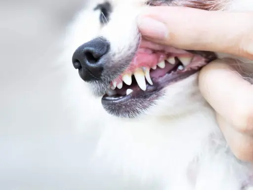 Close-up of a dog's mouth being opened by a hand, showing its teeth and gums.