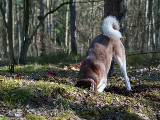 En brun och vit hund med krullig svans gräver i skogen. Kanske är den understimulerad och söker spänning i jorden.