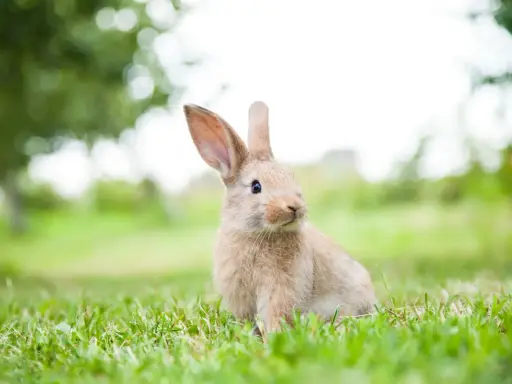 En söt kaninunge sitter i gräset. Visste du att kaniner har otroligt bra hörsel? Lär dig mer fakta om kaniner!