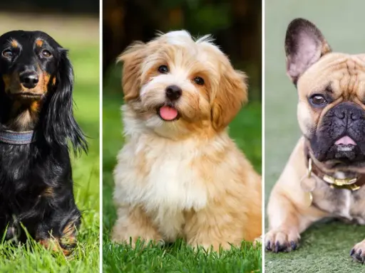 Tre små hundar: en långhårig tax, en fluffig valp och en fransk bulldogg.