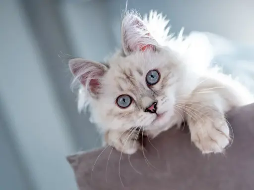 Söt kattunge med blå ögon som tittar upp. Snart dags för vaccination katt för att hålla den frisk och glad.