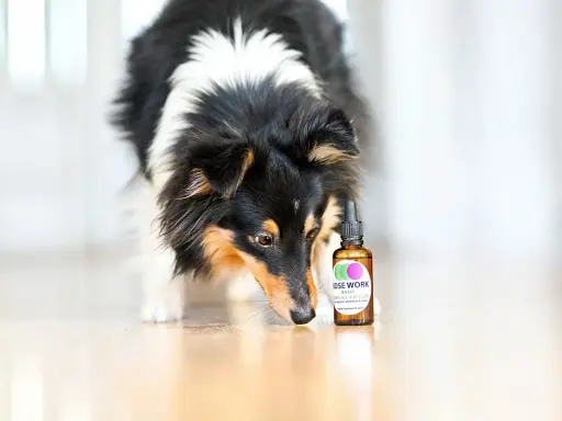 En nyfiken nose work hund nosar på en flaska med doft.