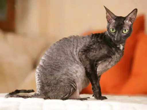 En Cornish Rex med grå, vågig päls och gröna ögon sitter på en vit yta.