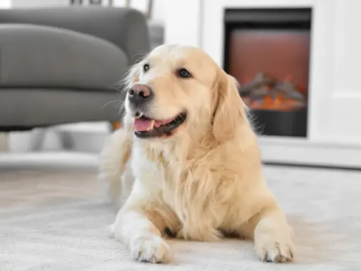 En glad golden retriever ligger på en matta framför en öppen spis. En fråga som många ställer sig är: hur mycket kostar en hund?