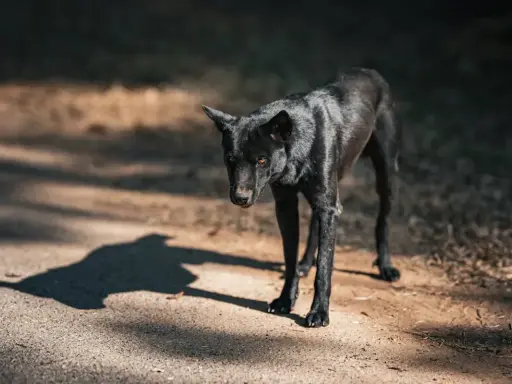 En ensam, mager svart hund med svansen mellan benen står på en grusväg i skuggan av träd.