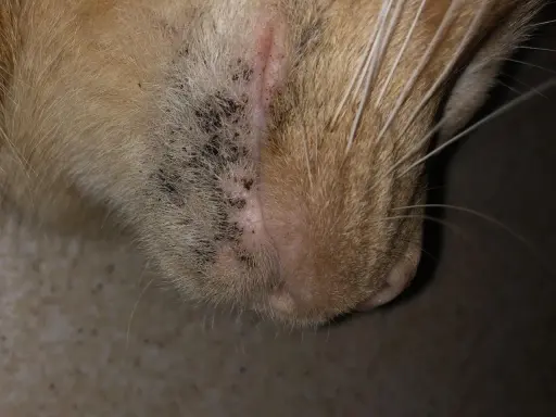 Närbild på en katts haka med mörka prickar, vilket kan vara tecken på katt akne.