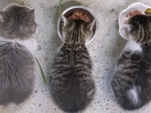 Tre kattungar, cirka 12 veckor gamla, äter från varsin skål. En är grå och fluffig, de andra två är randiga.