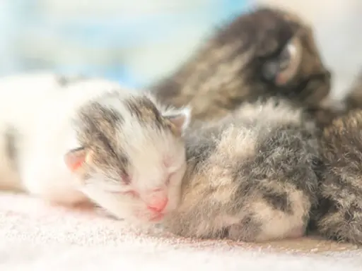 Söta kattungar, kanske 4 veckor gamla, sover tätt tillsammans. En vit och grå kattunge med rosa nos ligger längst fram.