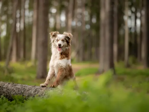 En glad hund sitter på en fallen trädstam i skogen. Dess kroppsspråk visar att den är avslappnad och nöjd.
