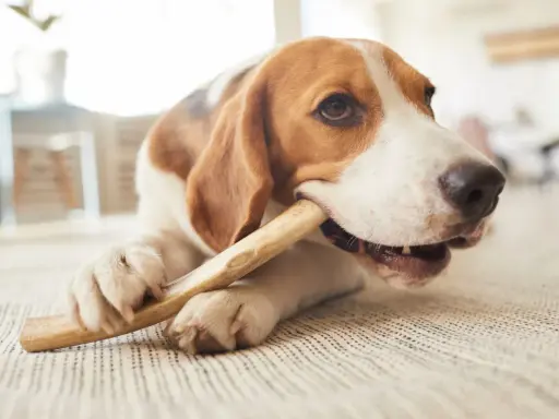 En beagle tuggar på ett tuggben, en del av hundens tandvård.
