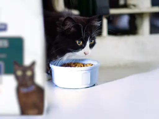 Svartvit katt med gula ögon nosar på mat i skål. En annan katt syns suddigt i bakgrunden. Kanske en gastrointestinal katt som äter specialkost.