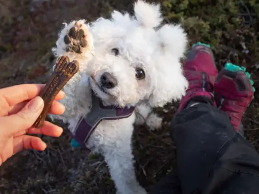 En söt hundvalp sträcker upp tassen mot ett tuggben. Tuggben hund farligt? Kanske inte detta, men var försiktig med vad din hund tuggar på.