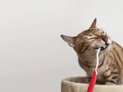 En bengalisk katt tuggar på en röd tandborste.