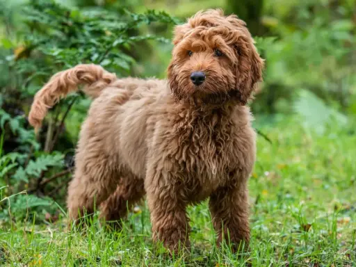 En fluffig, vuxen cockerpoo med rödbrun päls står i gräset bland gröna växter.