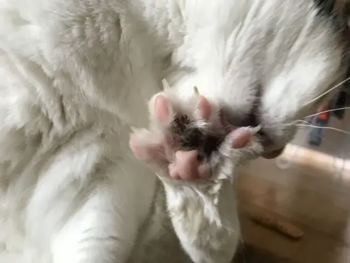 Närbild på en vit katts mjuka, rosa katt tassar med utsträckta klor.