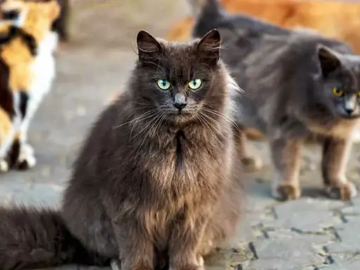 En grå långhårig katt med gröna ögon sitter framför andra katter. Den ser ut som en katt som kan behöva avliva katt som bits.