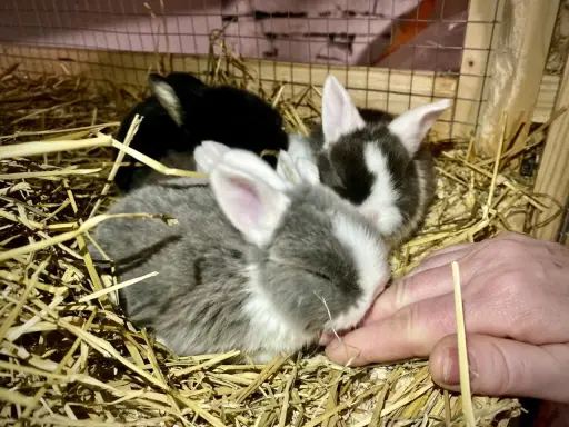 Små kaniner i halm, deras kanin ålder är svår att avgöra men de är söta. En hand sträcker sig mot dem.