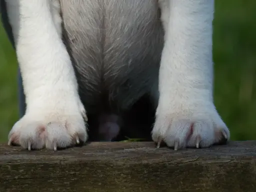 Hundens tassar vilar på en träbänk. Klorna är synliga, redo för kloklippning hund.