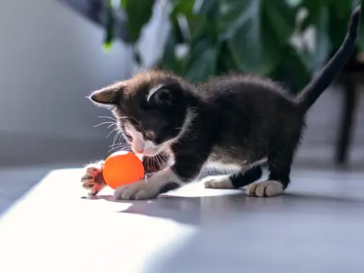 En lekfull kattunge med en orange boll. Denna kattmynta-älskande kattunge är redo för bus.