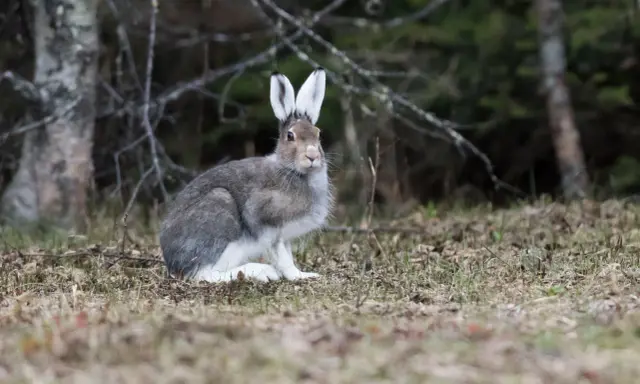 En snöhare sitter i skogen, redo att springa iväg. En kanin vs hare-diskussion kan börja här.
