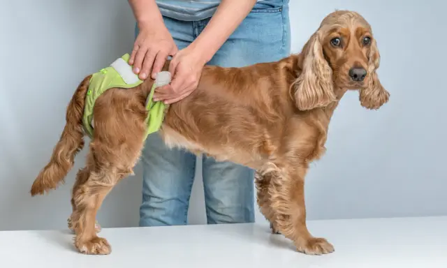 En person tar på en ljusgrön blöja på en brun cocker spaniel. Hunden ser lite fundersam ut, som om den undrar vad som händer med denna russin hund.