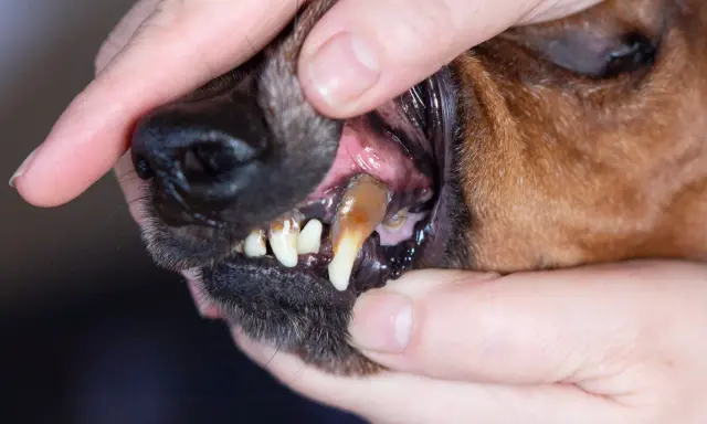 Hundens tänder med synlig tandsten. En person håller upp hundens läppar för att visa tänderna, vilket indikerar behovet av att ta bort tandsten hos hund.