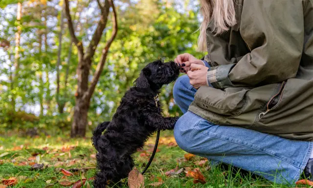 En liten, lurvig majs hund hoppar upp för att ta en godbit från sin ägare i en höstpark.